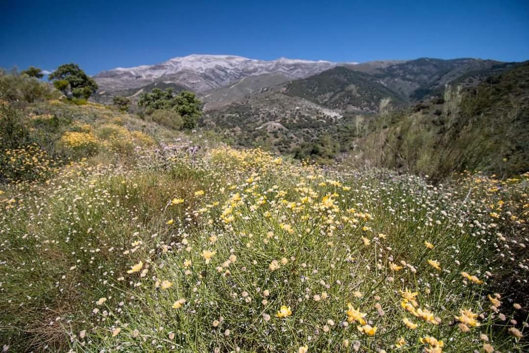 Finca El Almendro Árchez Εξωτερικό φωτογραφία